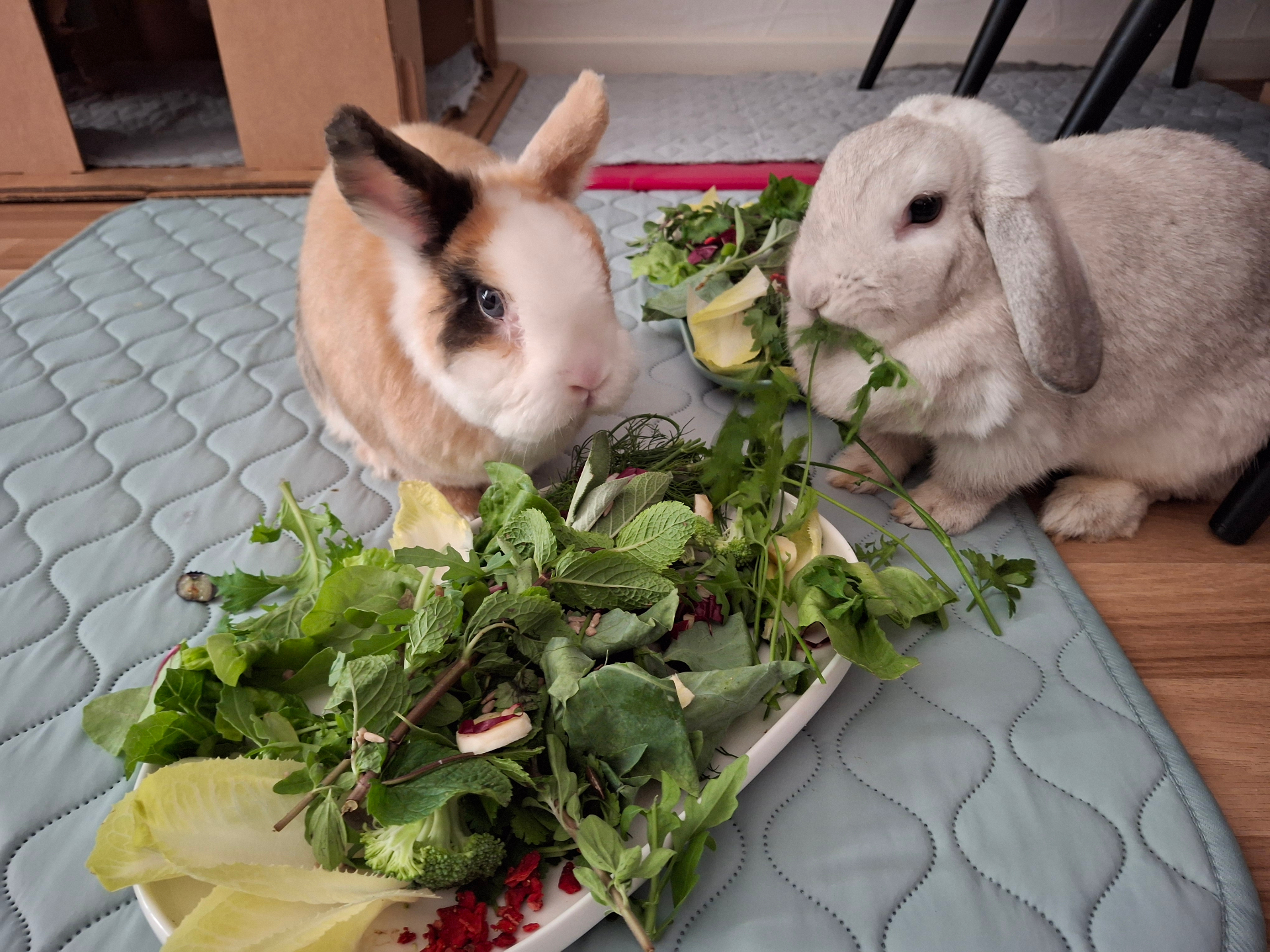 Zwei Kaninchen beim frischen Kräuter-Salat während einer JenWatch-Betreuung in Jena