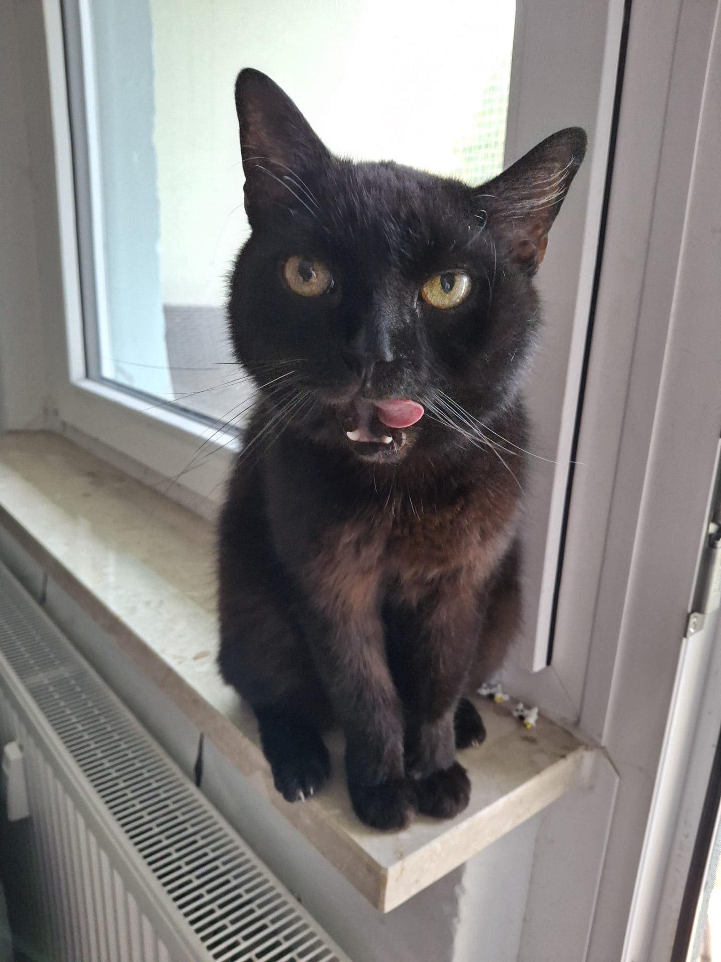 Schwarze Katze sitzt auf dem Fensterbrett über der Heizung – Katzenbetreuung zuhause in Jena durch JenWatch