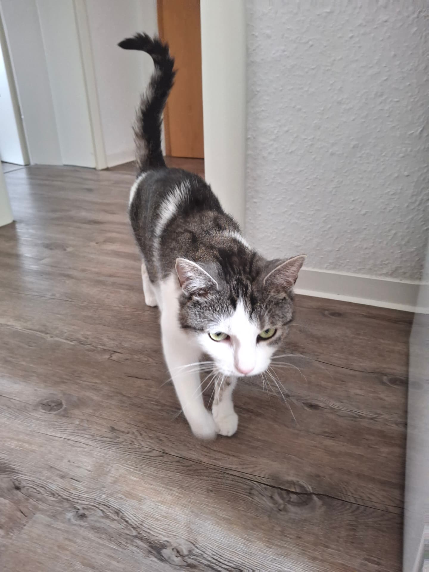 Getigerte Katze läuft durch den Flur einer Wohnung in Jena – Katzensitter-Besuch mit Fütterung und Zuwendung